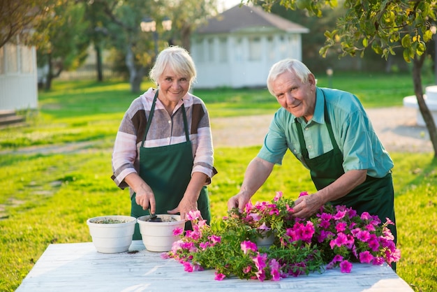 Jardiniers seniors transplantant des fleurs homme et femme travaillant à l'extérieur des stades de croissance du pétunia