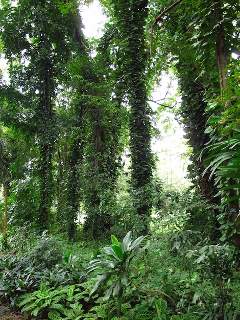 Jardins botaniques royaux, Kandy, Sri Lanka