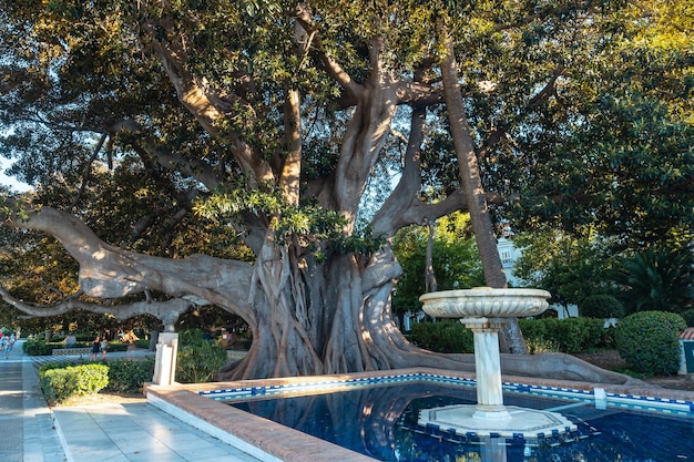 Jardins Clara Campoamor et Ficus centenaire de la ville de Cadix Andalousie