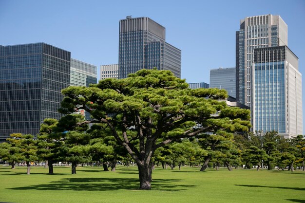 Jardins à l'extérieur du château impérial japonais à Tokyo