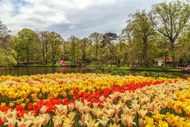 Jardins de Keukenhof avec de belles fleurs de printemps Keukenhofin Pays-Bas