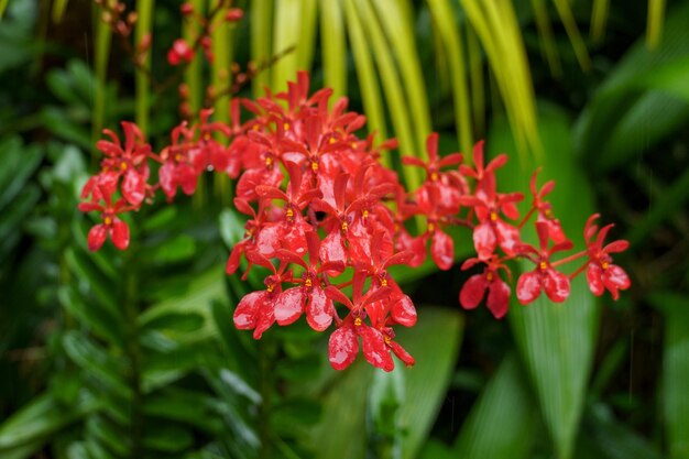 Les jardins de Singapour