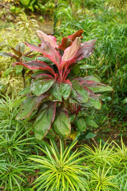 Photo les jardins de singapour