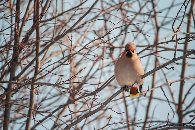 Un Jaseur sur les branches nues d'un buisson en hiver en Sibérie. Beau oiseau.