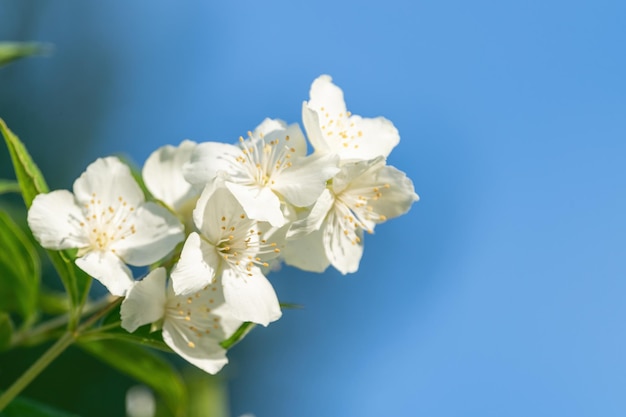 Le jasmin blanc dans le jardin