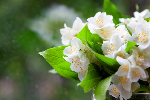 Photo jasmin blanc et délicat dans un bouquet sur la fenêtre