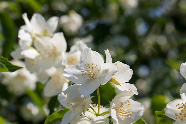Jasmin blanc fleurissant en été, plantes fleuries pour décorer le territoire