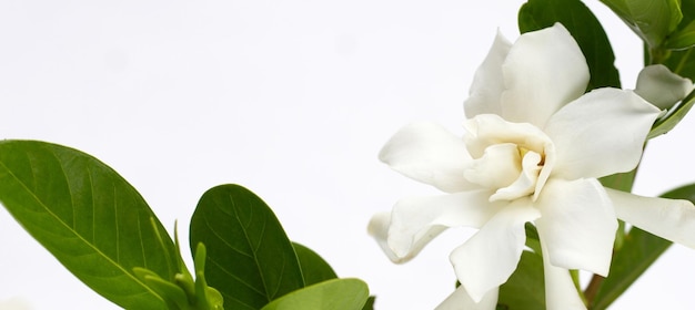 Jasmin du Cap ou gardenia jardin gerdenia fleur