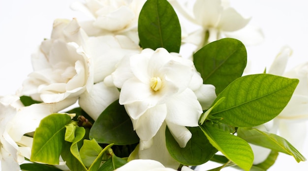 Jasmin du Cap ou gardenia jardin gerdenia fleur