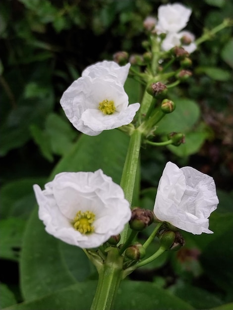 Photo le jasmin d'eau echinodorus palaefolius semble exotique et magnifique