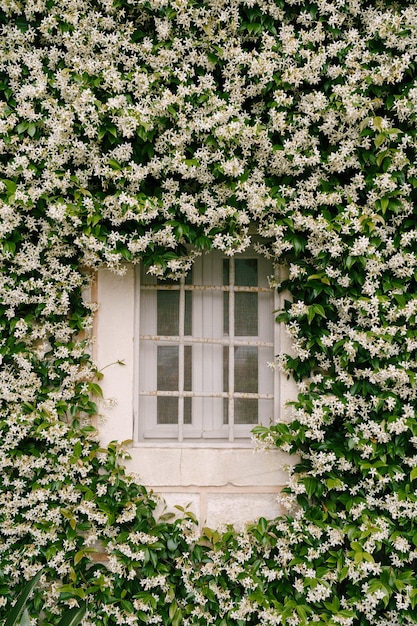 Le jasmin, pendant la floraison, s'enroule de manière dense le long du mur près de la fenêtre avec un treillis métallique.