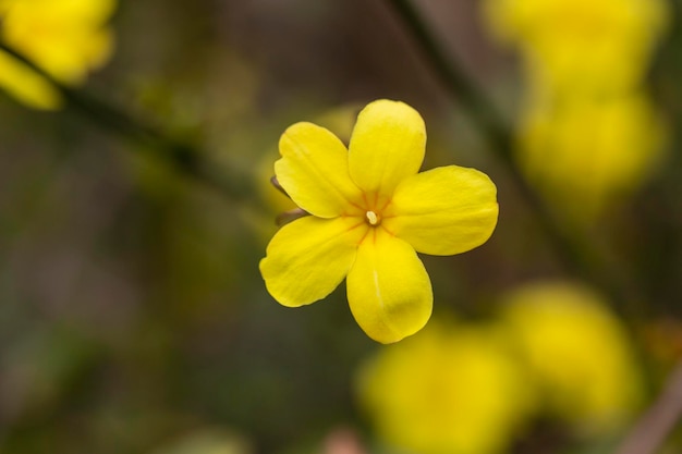 Jasmin à fleur de primevère, Jasmin primevère, jasmin de Chine, Jasminum  mesnyi : planter, cultiver, multiplier