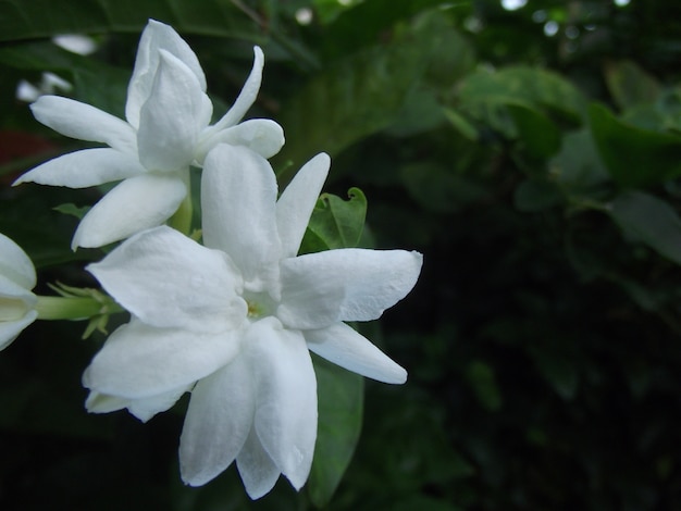 Jasminum, Melati, Jessamine, Oleaceae Jasmin