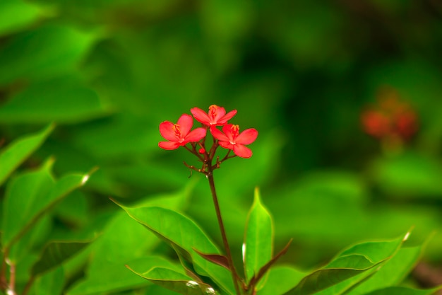 Jatropha integerrima Beau rouge dans la nature