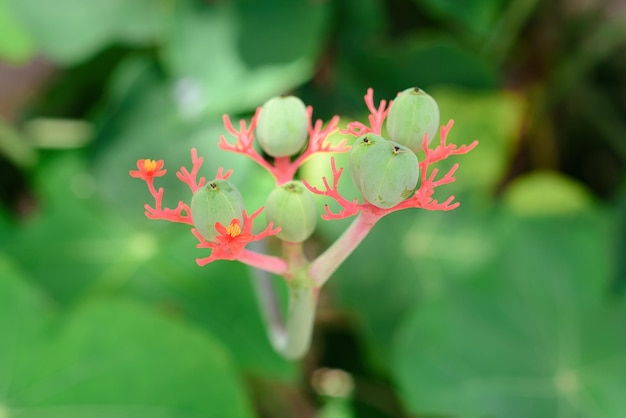 Jatropha podagrica (également appelé Jarak bali, jarak batang gajah, plante de la goutte, tige de la goutte) fleur