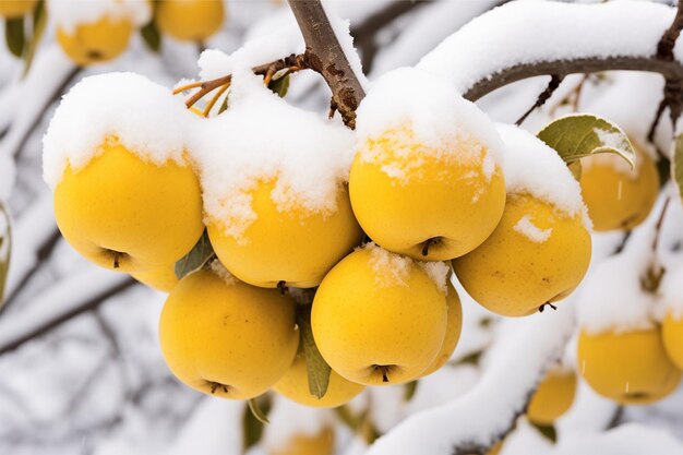 jaune citronné