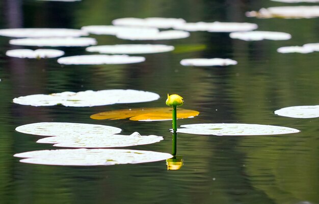 Photo jaune d'eau jaune non ouvert à la surface de l'eau.