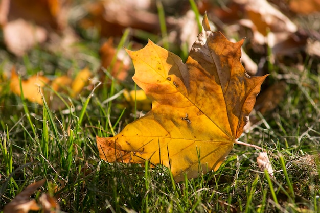 Jaune feuille d&#39;érable