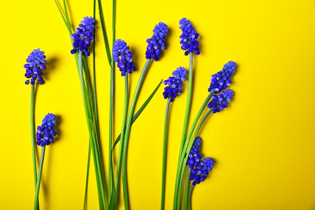 Jaune avec des fleurs bleues