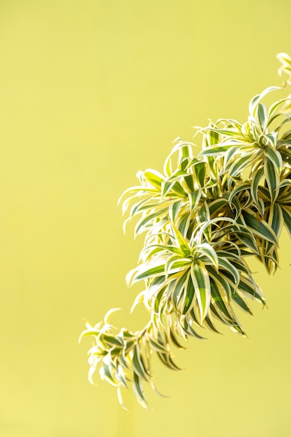 jaune sur jaune