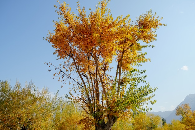 Jaune laisse les arbres en automne contre le ciel bleu clair.
