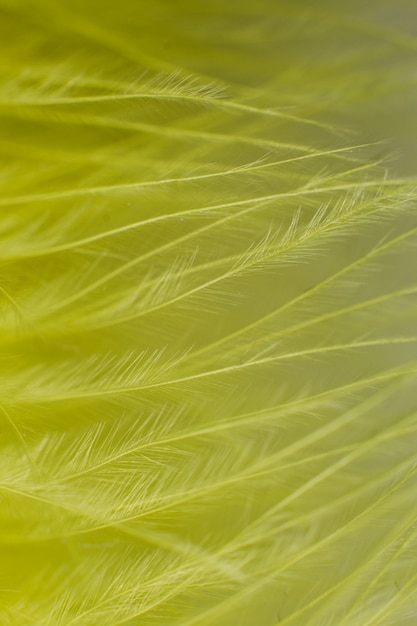 Un jaune une plume close-up macro background