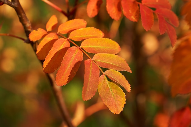 Jaune Rouge Feuilles De Cendre De Montagne Au Coucher Du Soleil.