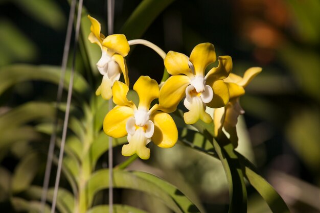 Jaune Vanda denisoniana Orchidées