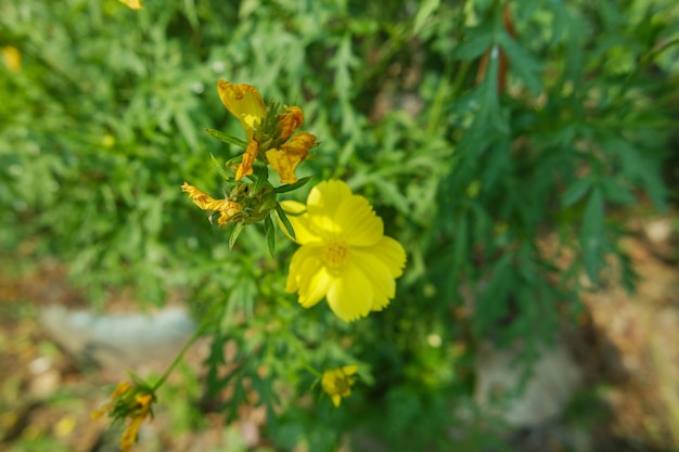 Jaune vif de la fleur de soufre de Kenikir ou de la flore de soufre du Cosmos