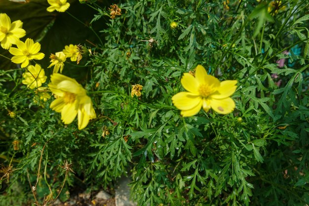 Jaune vif de la fleur de soufre de Kenikir ou de la flore de soufre du Cosmos