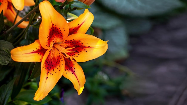 Jaune vif avec des lys rouges sur un fond naturel Fleurs à bulbe dans le jardin