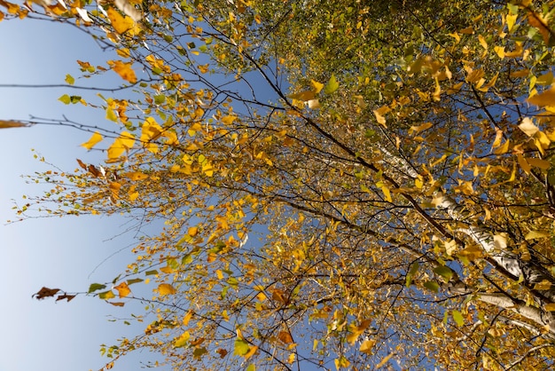 Jaunissement du feuillage du bouleau en octobre