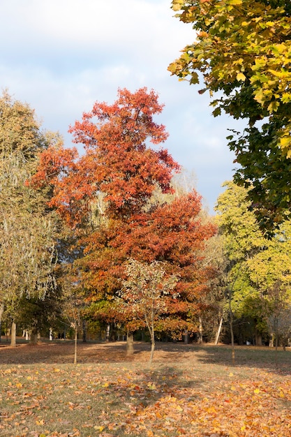 Jaunissement des feuilles sur les arbres - jaunissement des feuilles sur les arbres qui poussent dans le parc de la ville, saison d'automne, un petit DOF,