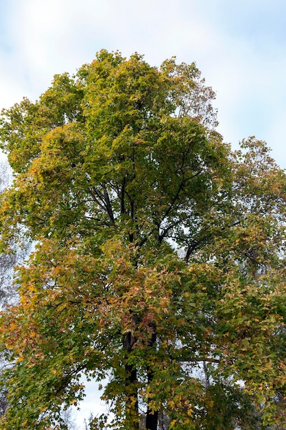 jaunissement des feuilles sur les arbres