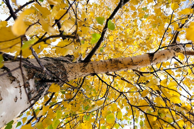 jaunissement des feuilles sur les arbres