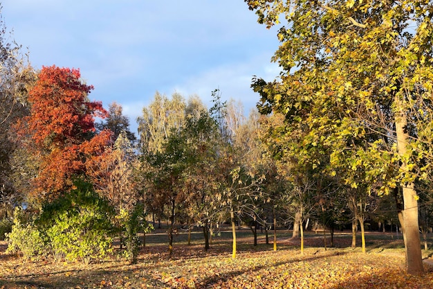 jaunissement des feuilles sur les arbres