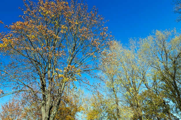 Jaunissement des feuilles sur les érables à l'automne.