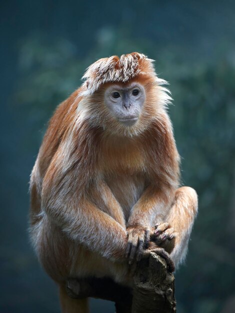 Javan lutung Trachypithecus auratus