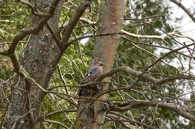 Jay Bird est assis sur une branche et pose