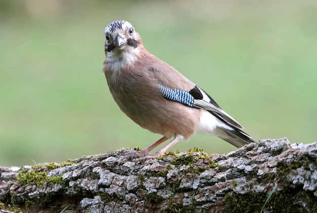 Jay sur branche