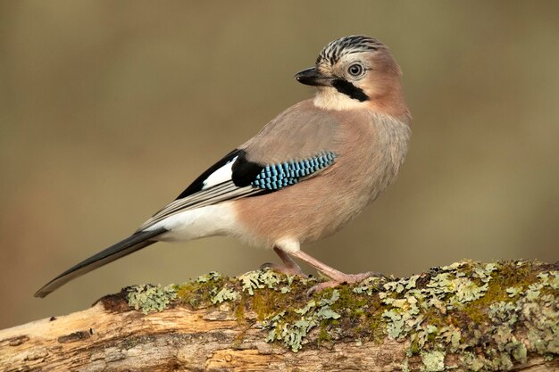 Jay dans une forêt de chênes et de pins méditerranéens à la première lueur d'une froide journée d'hiver