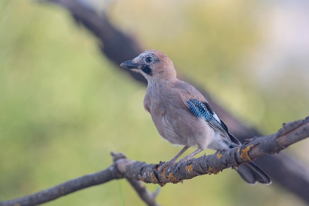 Jay eurasien Garrulus glandarius Cordoba Espagne