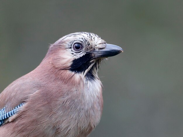 Jay Garrulus glandarius oiseau à tête unique tiré sur le Warwickshire
