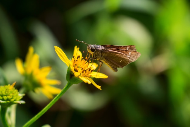 Je bois du nectar