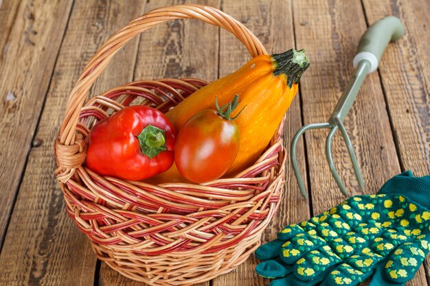 Je viens de cueillir des courges, des tomates et du poivron dans un panier en osier, des gants verts et un râteau à main sur de vieilles planches de bois. Juste des légumes récoltés. Vue de dessus.