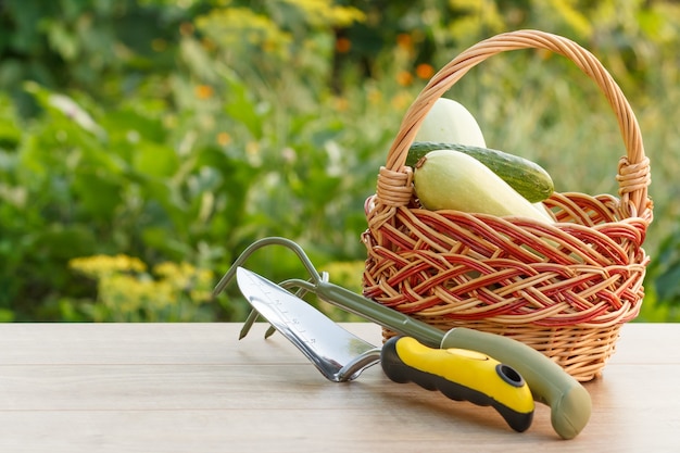 Je viens de cueillir des courgettes et du concombre dans un panier en osier avec un petit râteau de jardin à main et une truelle sur fond vert naturel. Juste des légumes récoltés et des outils de jardin.