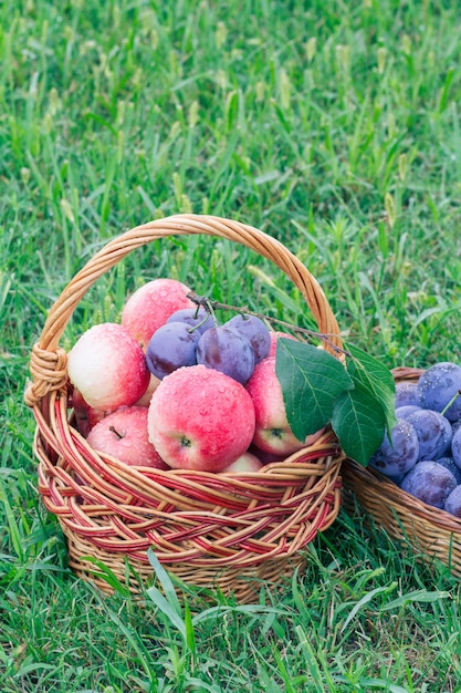 Je viens de cueillir des pommes et des prunes rouges moelleuses dans les paniers en osier sur l'herbe du jardin.