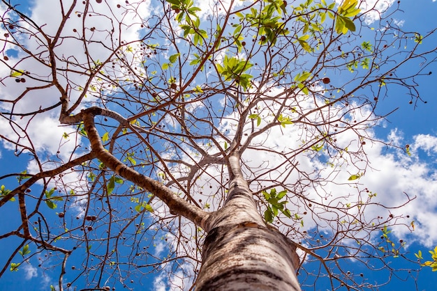Jenipapo Genipa americana de nombreux fruits sur l'arbre avec ciel bleu en arrière-plan focus sélectif