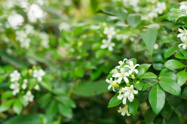 Jessamine Orange, Bois Satiné, écorce Cosmétique