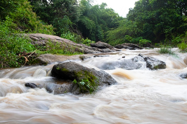 jet d'eau dans une forêt